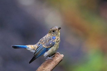 Blue-and-white Flycatcher Unknown Spots Fri, 7/23/2021