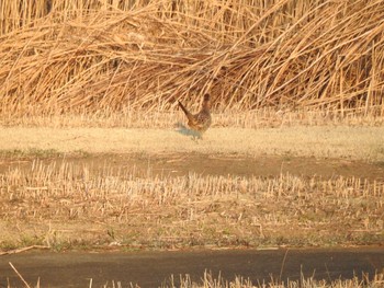 キジ 場所が不明 2017年3月11日(土)