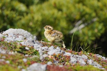 ライチョウ 乗鞍岳 2021年7月16日(金)