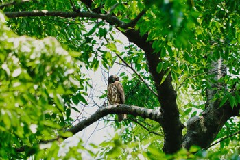 2021年7月24日(土) 埼玉県秩父市の野鳥観察記録