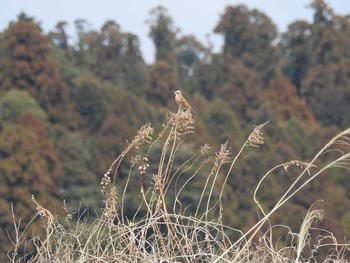 Chestnut-eared Bunting 涸沼 Sat, 3/18/2017