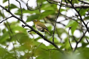 メジロ 芝公園 2021年7月16日(金)