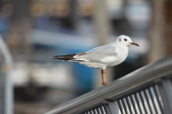 ユリカモメ 大森ふるさとの浜辺公園 2021年4月3日(土)