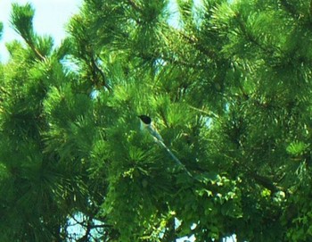 2021年7月10日(土) 湘南の野鳥観察記録