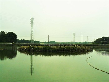 2021年7月11日(日) 轡堰の野鳥観察記録