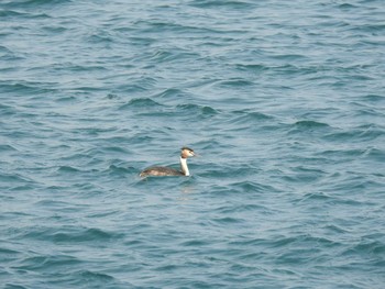 カンムリカイツブリ 茨城県　那珂湊港 2017年3月18日(土)