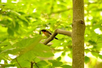 Narcissus Flycatcher 野幌森林公園 Unknown Date