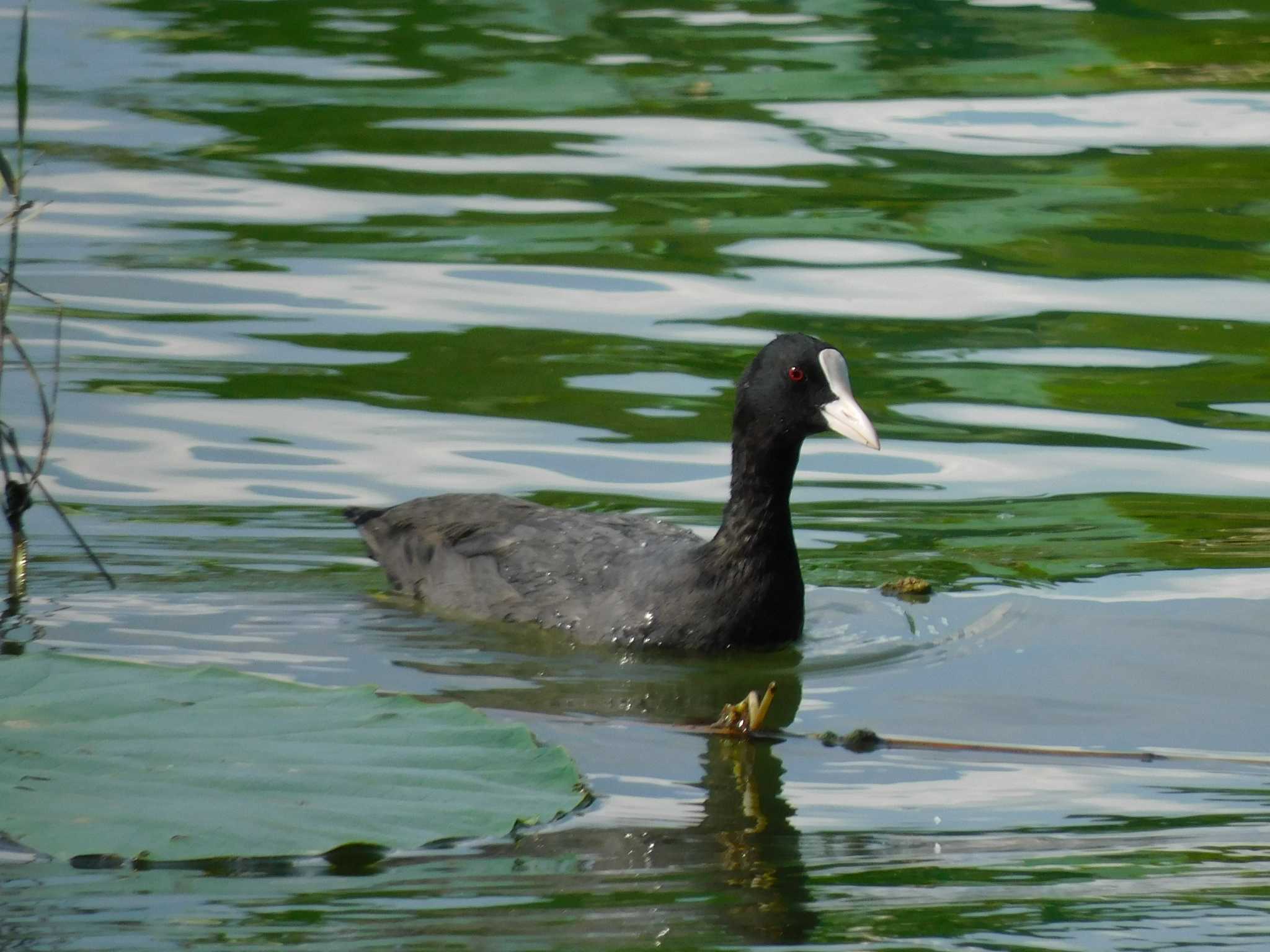 伊佐沼 オオバンの写真 by ウタさんぽ