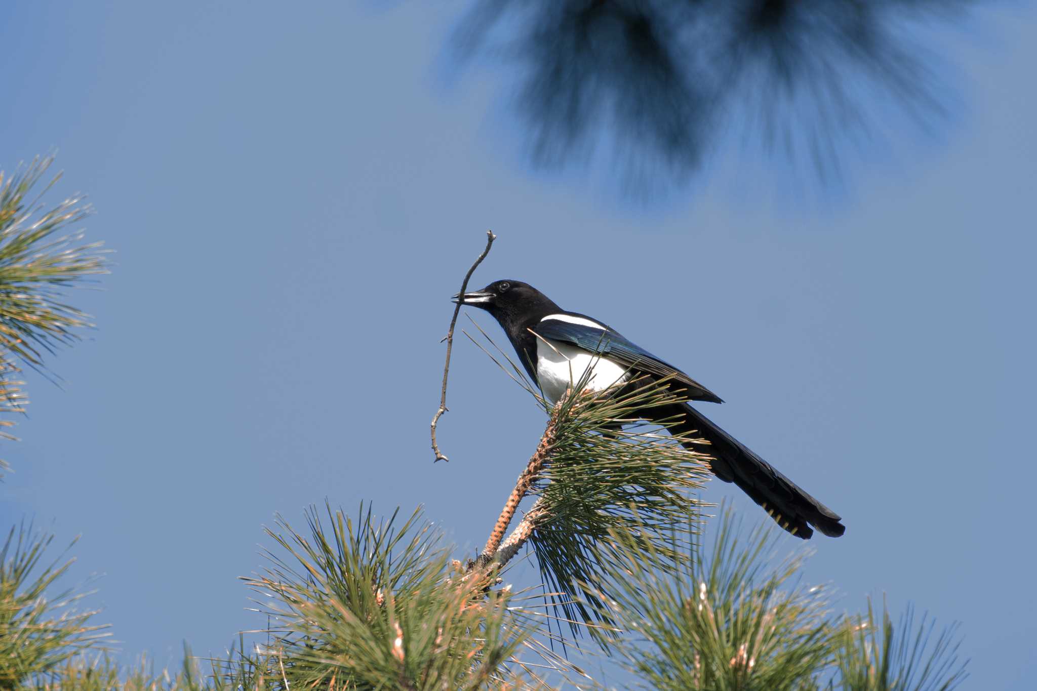 Photo of Eurasian Magpie at 兵庫県 加古川市 by 倶利伽羅