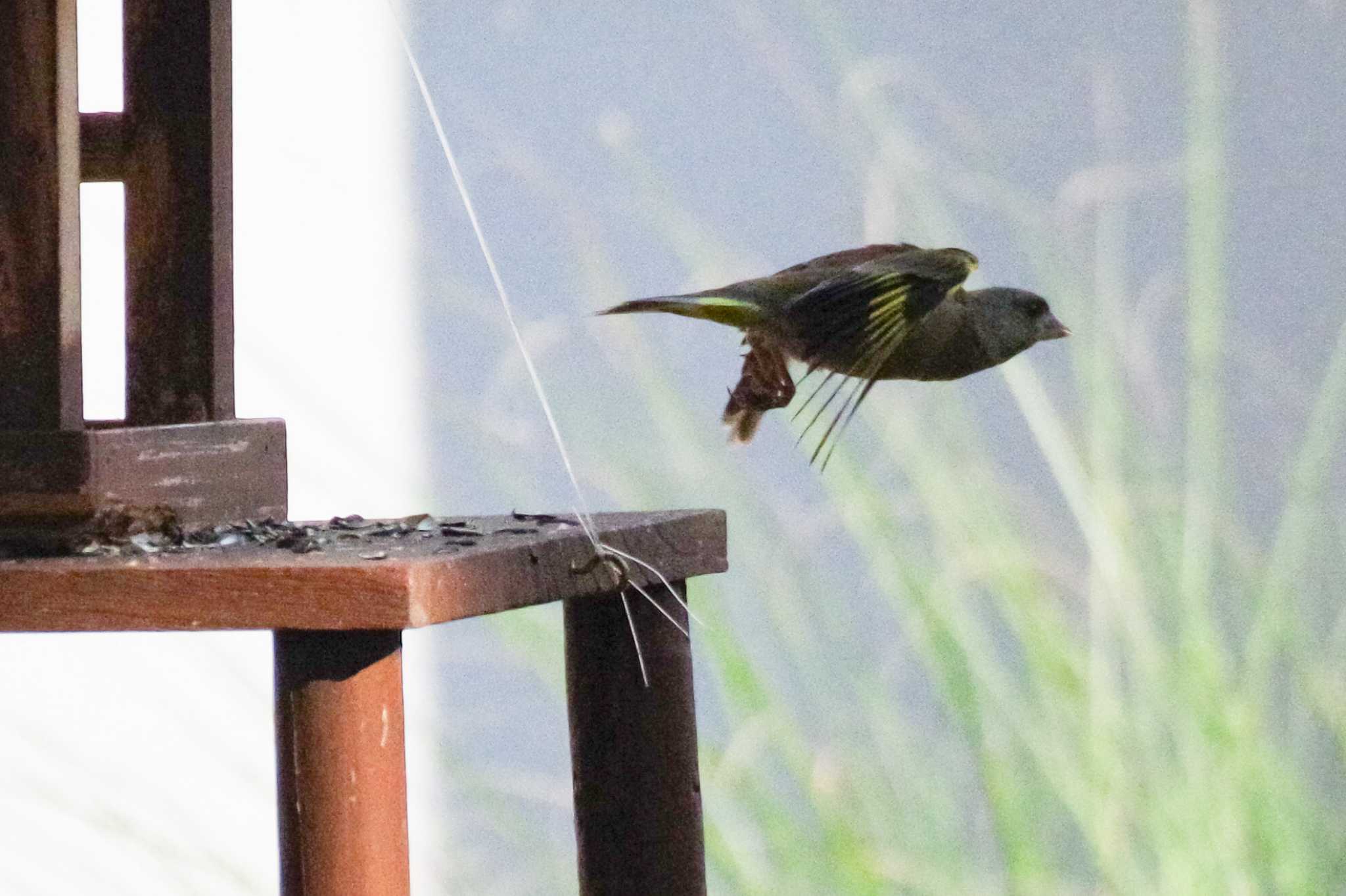 カワラヒワ