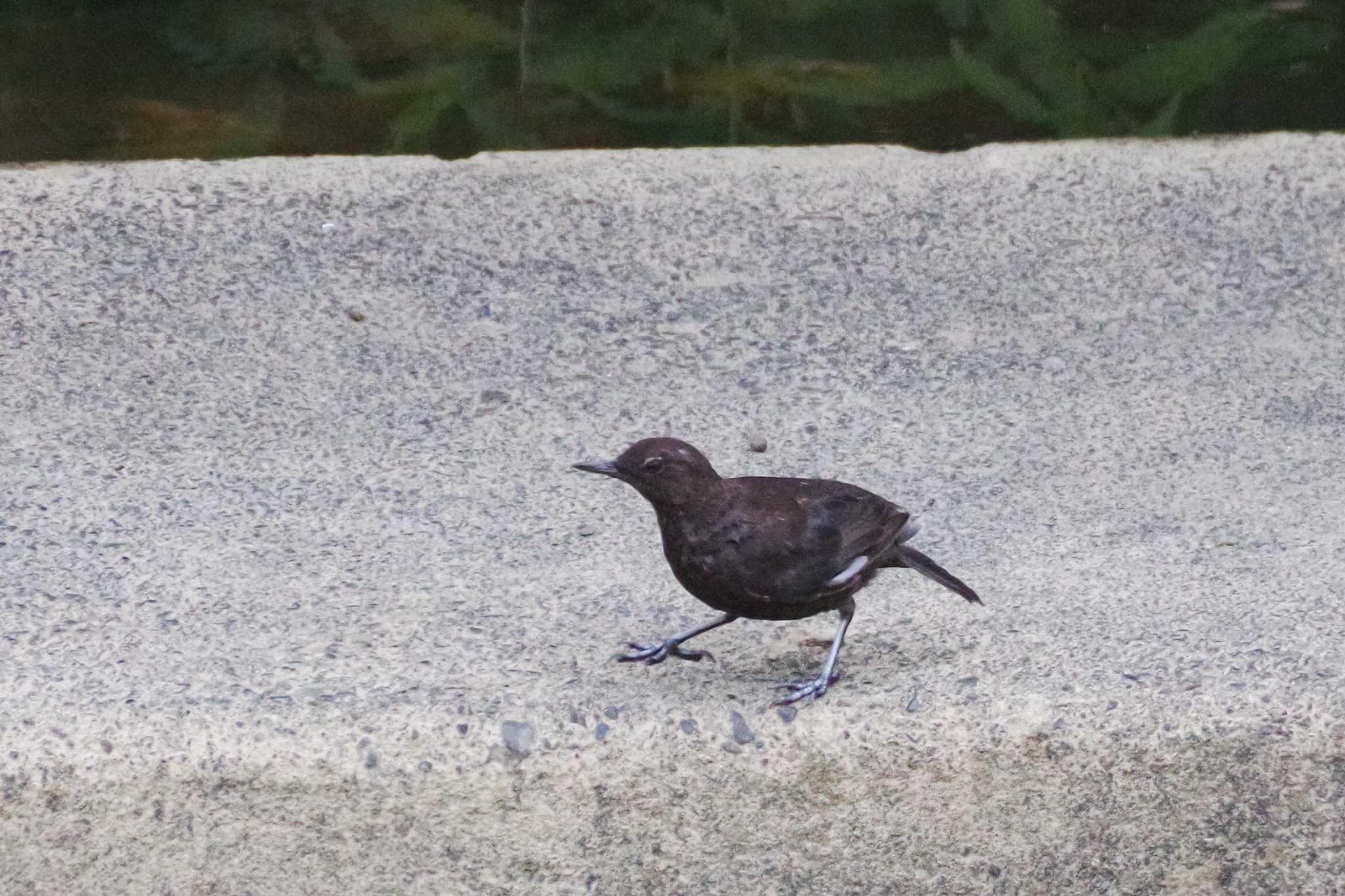 福井緑地(札幌市西区) カワガラスの写真 by 98_Ark (98ｱｰｸ)