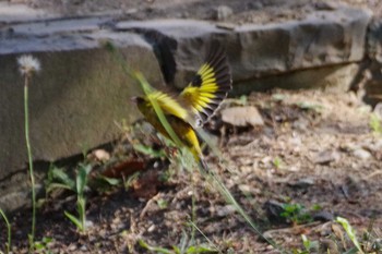 2021年7月24日(土) 福井緑地(札幌市西区)の野鳥観察記録