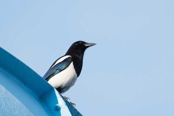 Eurasian Magpie 兵庫県 加古川市 Sat, 4/1/2017