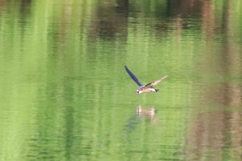 White-throated Needletail Nishioka Park Tue, 7/20/2021