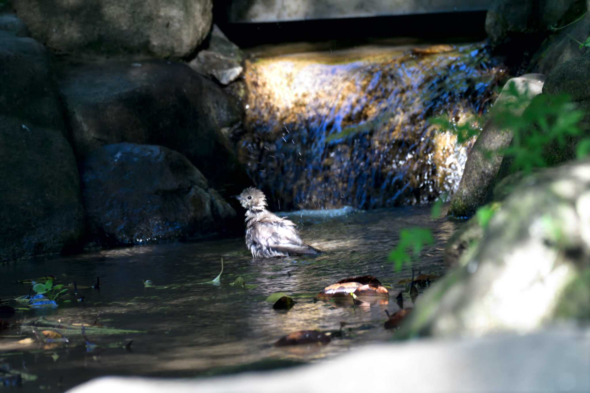 長浜公園 コムクドリの写真 by やなさん