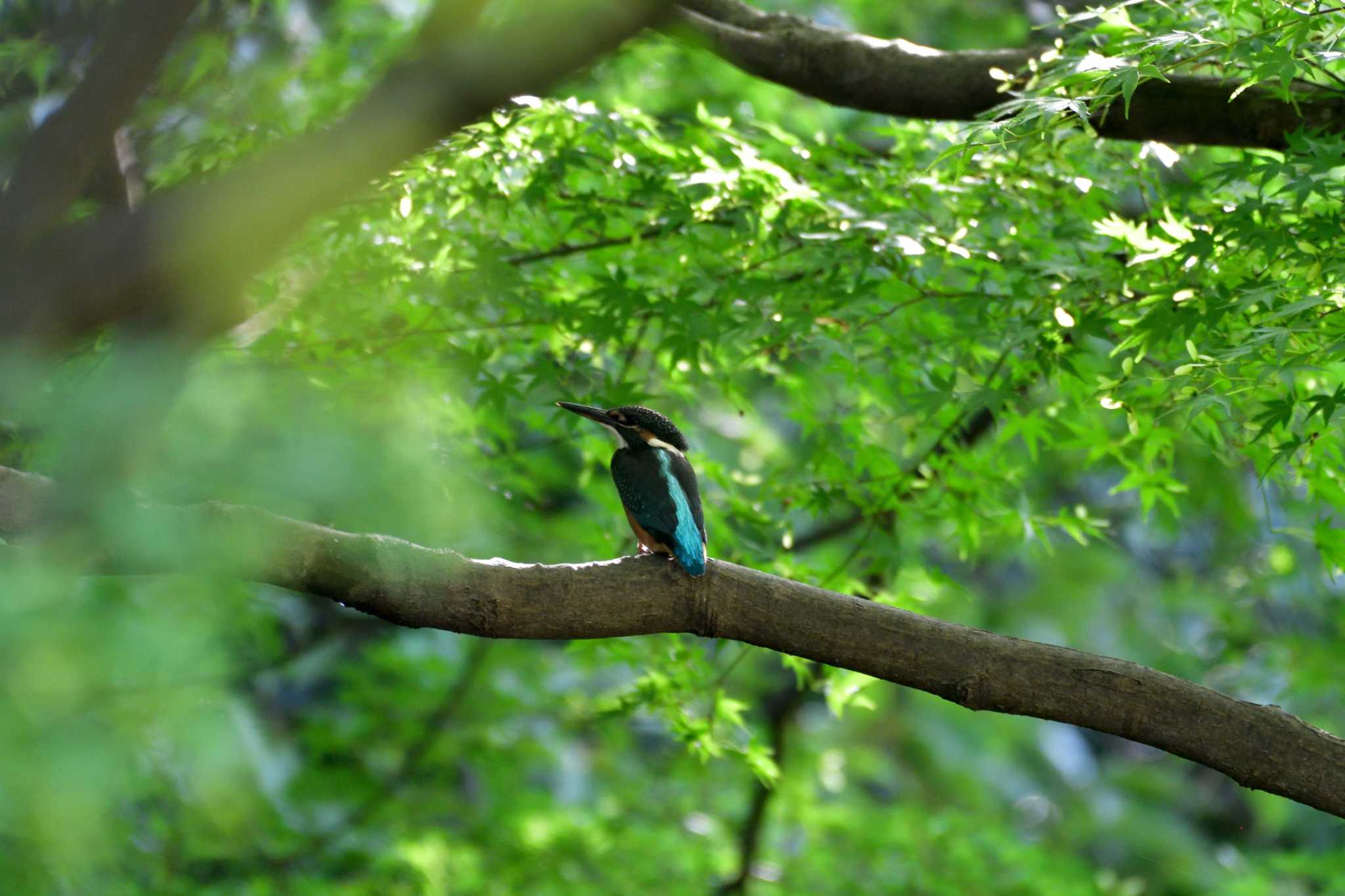 長浜公園 カワセミの写真 by やなさん