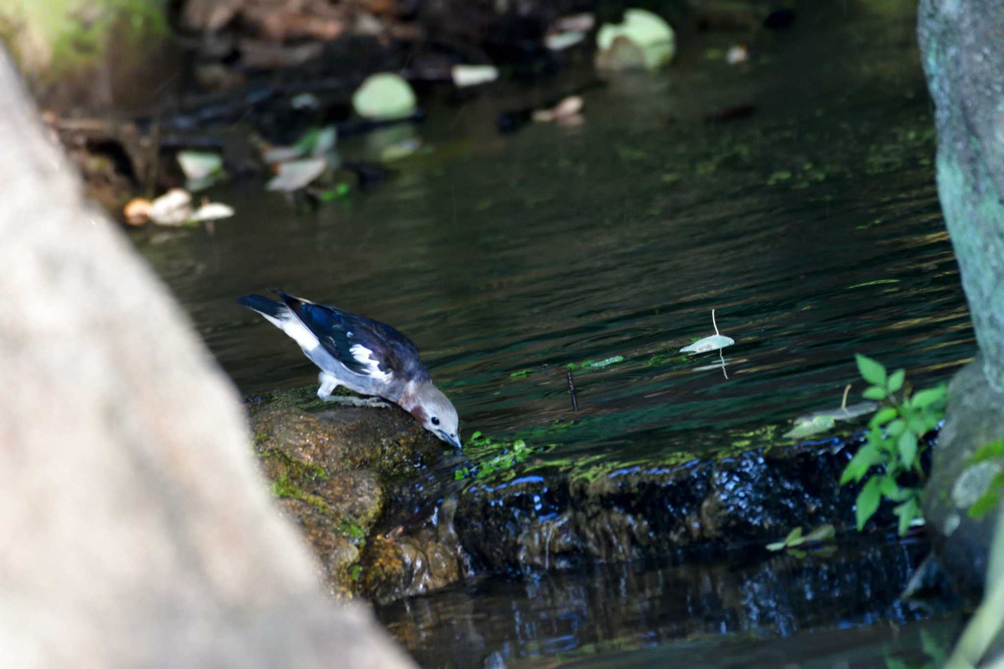 長浜公園 コムクドリの写真 by やなさん