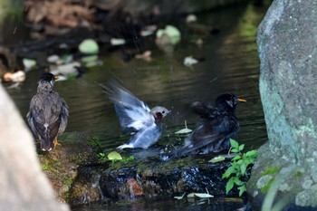 2021年7月24日(土) 長浜公園の野鳥観察記録