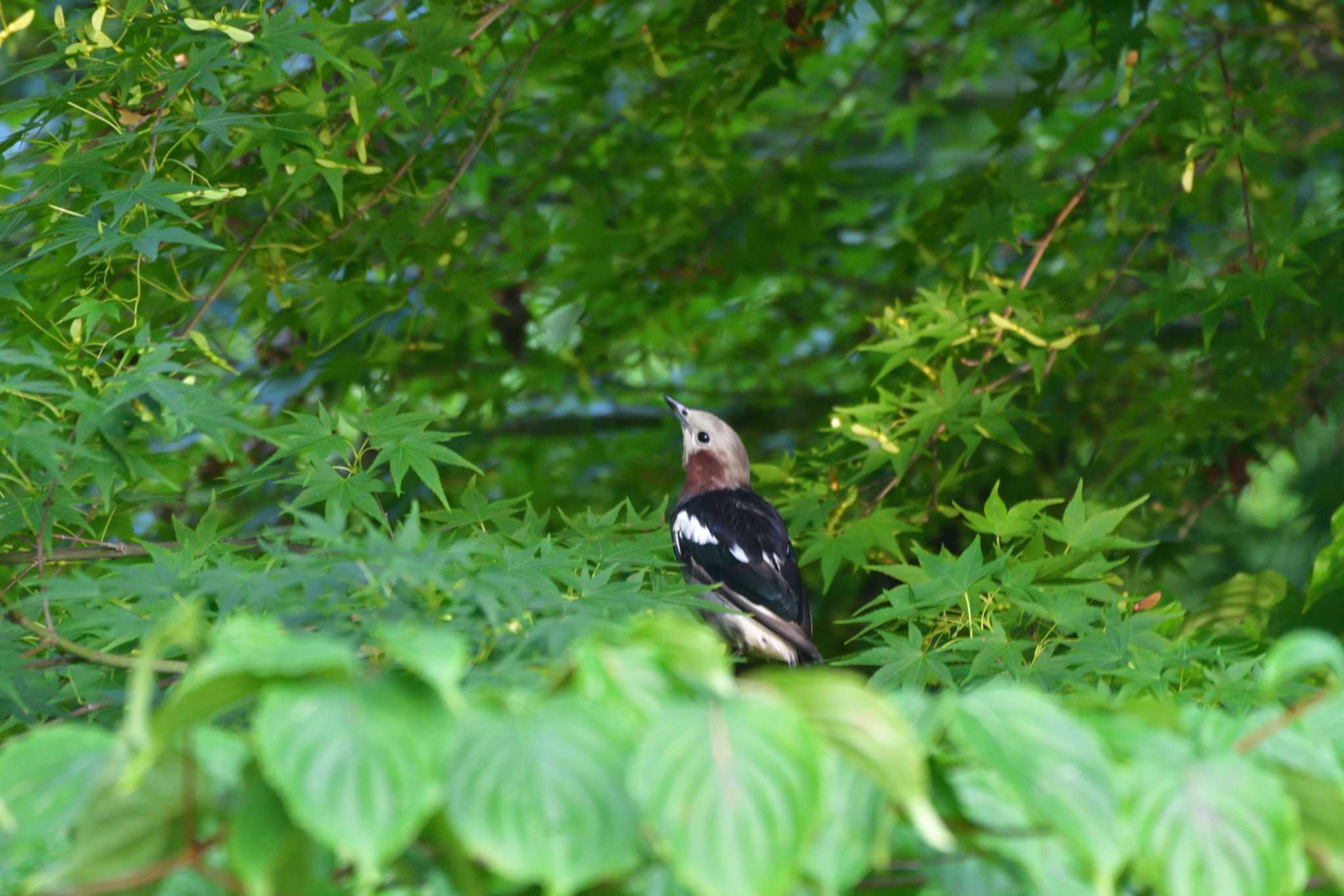 長浜公園 コムクドリの写真 by やなさん