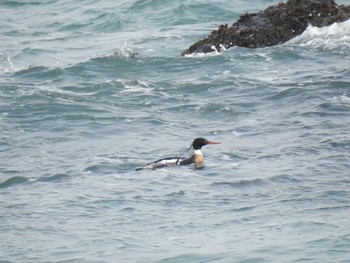 ウミアイサ 茨城県　那珂湊 2017年3月18日(土)