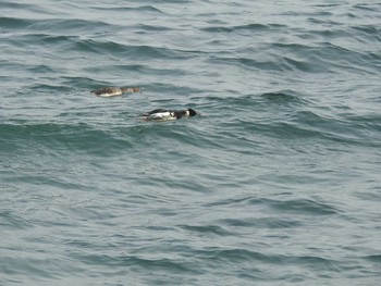 ウミアイサ 茨城県　那珂湊 2017年3月18日(土)