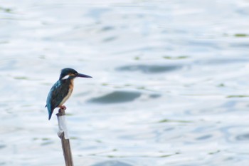 2021年7月24日(土) 埼玉県の野鳥観察記録