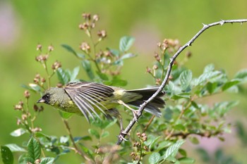 Masked Bunting 栃木県 Fri, 7/23/2021