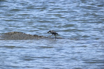 ササゴイ 甲子園浜(兵庫県西宮市) 2021年7月24日(土)