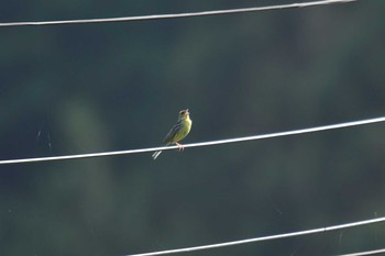 2021年5月28日(金) 新潟県の野鳥観察記録