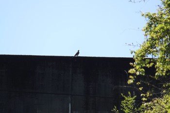 Grey-faced Buzzard 不明 Thu, 4/15/2021