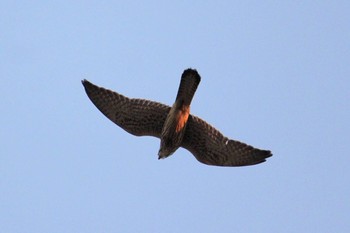 Common Kestrel 不明 Thu, 7/22/2021