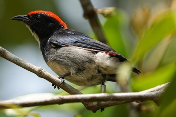 2021年7月24日(土) Sungei Buloh Wetland Reserveの野鳥観察記録