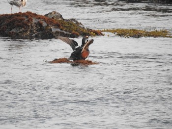 Harlequin Duck 茨城県　那珂湊 Sat, 3/18/2017