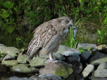 Blakiston's Fish Owl Shiretoko Goko Lakes Sat, 7/24/2021