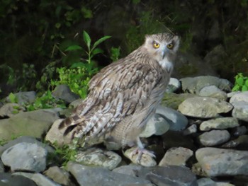 Blakiston's Fish Owl Shiretoko Goko Lakes Sat, 7/24/2021