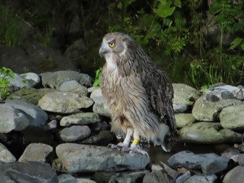 Blakiston's Fish Owl Shiretoko Goko Lakes Sat, 7/24/2021