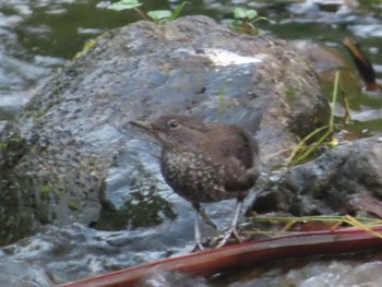 Brown Dipper Shiretoko Goko Lakes Sat, 7/24/2021