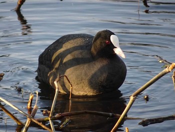 Eurasian Coot Shakujii Park Sun, 4/2/2017