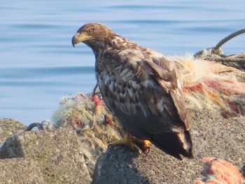 White-tailed Eagle Shiretoko Goko Lakes Sat, 7/24/2021