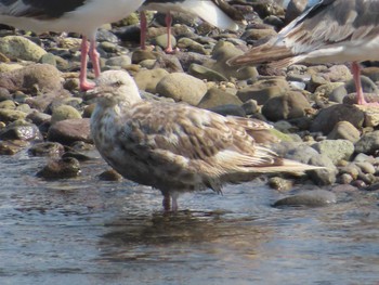 Unknown Species Shiretoko Goko Lakes Sat, 7/24/2021