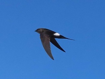 Pacific Swift Shiretoko Goko Lakes Sat, 7/24/2021