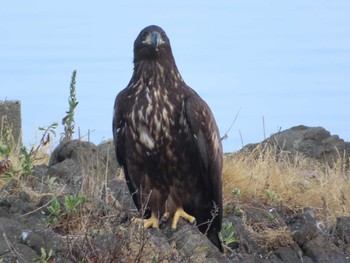 White-tailed Eagle Shiretoko Goko Lakes Sat, 7/24/2021