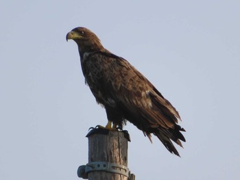 Black Kite Shiretoko Goko Lakes Sat, 7/24/2021