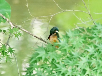 Common Kingfisher 岡山後楽園 Sat, 7/24/2021