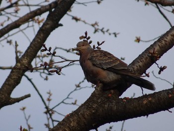 Oriental Turtle Dove Shakujii Park Sun, 4/2/2017