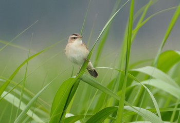 Black-browed Reed Warbler 青森県小川原湖 Tue, 6/22/2021