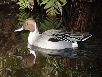 Northern Pintail Shakujii Park Sun, 4/2/2017