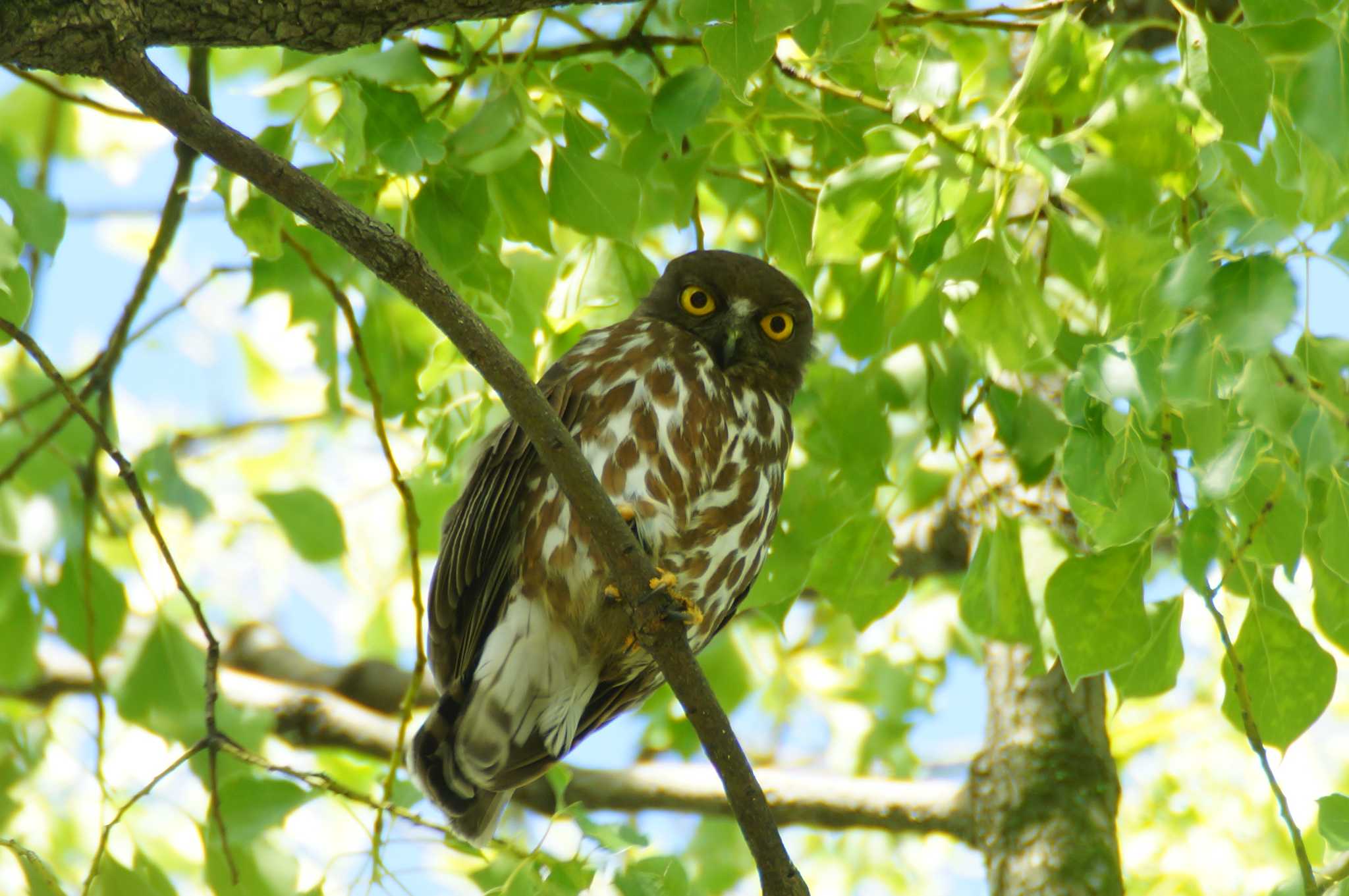 平野神社 アオバズクの写真 by Piro