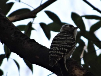 Japanese Pygmy Woodpecker Shakujii Park Sun, 4/2/2017