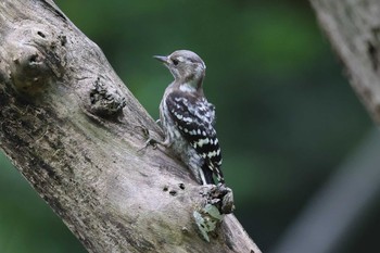 コゲラ 明石公園 2021年7月4日(日)